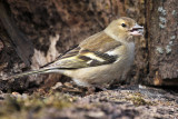 Bird Photography Hide