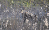 Vildsvin (Sus scrofa)