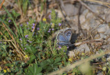 Svartflckig blvinge (Maculinea arion)