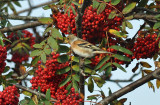 Bergfink (Fringilla montifringilla)