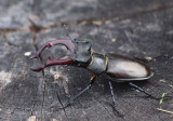 Ekoxe (Lucanus cervus)