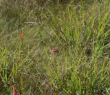 Trumgrshoppan (Psophus stridulus)