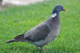Ringduva (Columba palumbus)