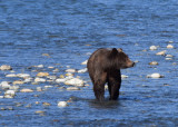 Grizzlybjrn (Ursus arctos horribilis)