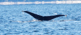 Humpback whale (Megaptera novaeangliae)  