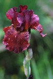 Light of Iris