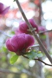 Magnolia Blossoms