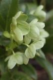 Lenten Roses