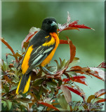 Male Baltimore Oriole Enjoying Our Crabapple Tree