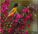 Male Baltimore Oriole On A Diet