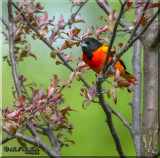 Male Baltimore Oriole In Our New Crabapple Tree
