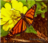 Male Monarch Butterfly