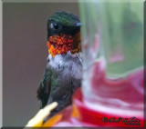 Male Ruby-throated Hummingbird Playing Peek-A-Boo