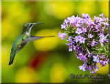 Female Ruby-throated Hummingbird