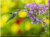 Female Ruby-throated Hummingbird
