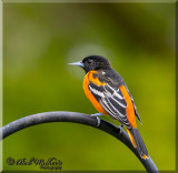 Male Baltimore Oriole Just Watching On