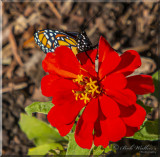 Monarch Up And Over