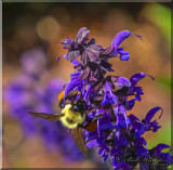 Endless Search For Pollen
