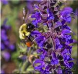 The Honeybees Work Hard For Their Pollen