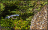 Blue Heron Heads To Turle Rock