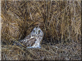Short-eared Owl Discovered In Rolling Bails Of Hay Alongside The Road