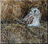 Short-eared Owl Constantly On Guard