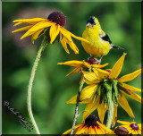 Gold Fich Poses On A Flower