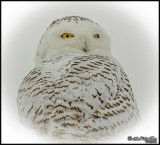Portrait Of A Female Snowy Owl Taken Recently
