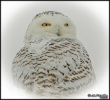 Portrait Of A Female Snowy Owl Taken Recently