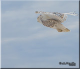 Snowy Owl Searching For A Meal