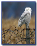 Snowy Owl On Fence #1
