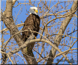 American Mature Bald Eagle Sometimes have An Attitude Like Others
