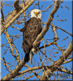 Mature Bald Eagle With An Attitude Like Some Others