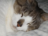 My pets...