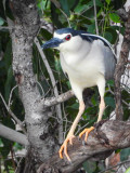 Black-crowned Night Heron-2.jpg