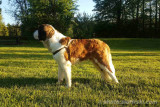 Hektor II - the St. Bernard - photo 32