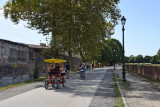 Lucca City Wall