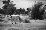 Rural scene