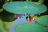 Lotus & leaves