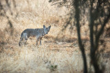 Coyote in the morning