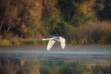 Autumn flight