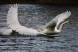 Swan fight