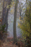 Foggy woods