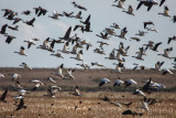 Snow Geese and Canadian Geese