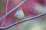 Golden-crowned Sparrow