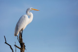 Great Egret