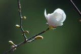 Magnolia Yulan