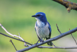 California Scrub Jay