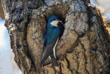 Tree Swallow