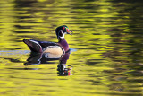 Happy Duck